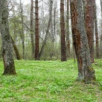 Весенний лес. :: Милешкин Владимир Алексеевич 