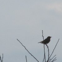 птичка :: Елена Шаламова