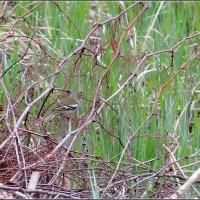 маскировка :: Сеня Белгородский