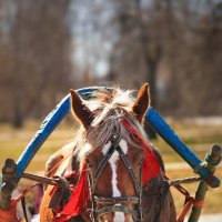 "Апгрейд" по последнему слову техники. :: Татьяна Бравая