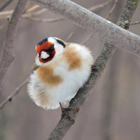 Щегол :: Лина 