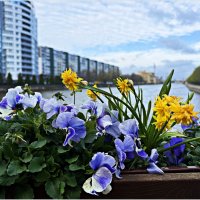 Апрель. :: Валерия Комова