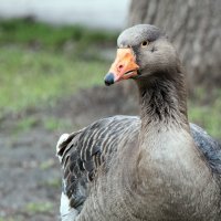 **** :: Владимир Безбородов