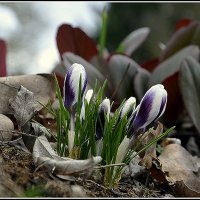 *** :: Aleksandr Gal