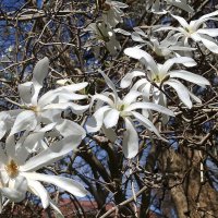 Магнолия звёздчатая :: Рита Симонова