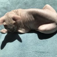 Живая скульптура) :: Любовь 