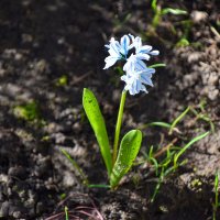 Пушкиния :: Олег 