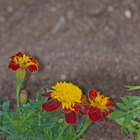 красные бархатцы :: Giant Tao /