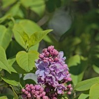 Начало :: Giant Tao /