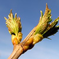 К теплу и свету. :: nadyasilyuk Вознюк