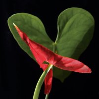 Антуриум :: Александр Ковальчук