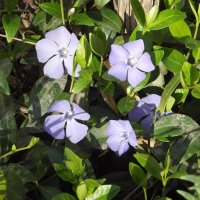 Барвинок :: Freddy 97