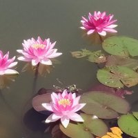 Кувшинки :: Юлия 