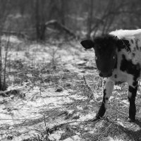 Бык :: Радмир Арсеньев