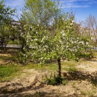 Весна :: Анатолий Чикчирный