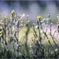Апрель. Всё только начинается... :: Вячеслав Владимирович