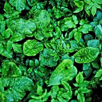 роспись зеленым по черному :: Артём Евтюхов