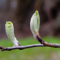 Молодо-зелено. :: Вячеслав. Синицын