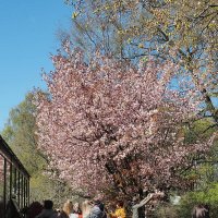 Сакура :: Мария К.