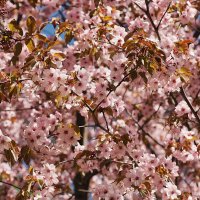 Сакура :: Мария К.