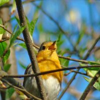 зарянка или малиновка :: gawrilа - dan