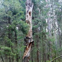 Психанул.... Нервы ни к чёрту...) :: Марина 