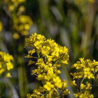 *** :: Игорь Протасов