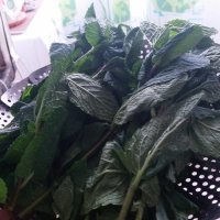 116 (23) :: СТРЕН 