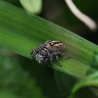 Паук скакунчик :: Татьяна Салиева