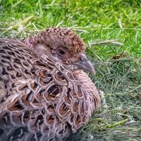 Куропатка :: Владимир Колесников