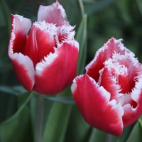 Два красавчика... :: Надежда Куркина 