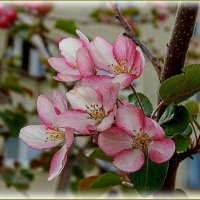 Весны цветенье ... :: Валентина Надсон