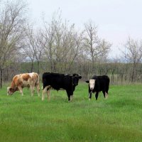 Три молодца-богатыря ))) :: Natali 