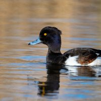 Хохлатая чернеть :: Владимир Лазарев