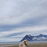 Белый и пушистый. :: Татьяна Чаброва