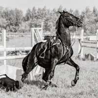 Конкур :: SanSan 