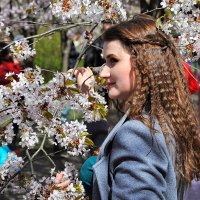 Ах , эта сакура меня с ума свела,,, :: Анатолий Колосов