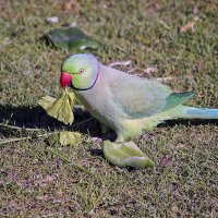 Любитель витаминов :: Андроник Александр 