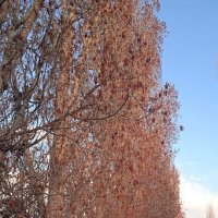 редкие моменты апреля 2026 года :: Елена Шаламова