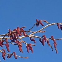 редкие моменты апреля 2026 года :: Елена Шаламова