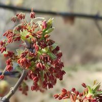 Клён цветёт :: Валентина Богатко 