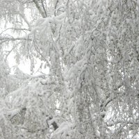 Зима пришла 27 апреля :: Елена Семигина