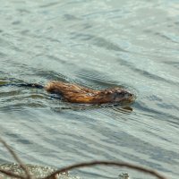 Я водяной я водяной :: Denis Doroshenko