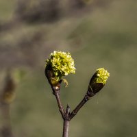 Росток. :: Николай 