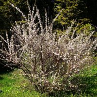 Цветет Вишня войлочная :: Рита Симонова