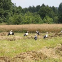 АИСТЫ ПРИЛЕТЕЛИ НА СЕНОВАЛ.. :: Валентина 