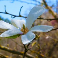Магнолия зацвела :: Валентин Семчишин