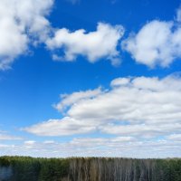 выгул собачки :: Владимир 