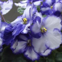 Фиалка :: Freddy 97