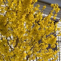 Солнечная формицины. :: Ольга 